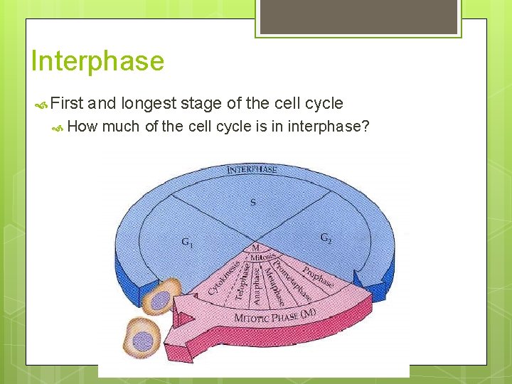 Interphase First and longest stage of the cell cycle How much of the cell
