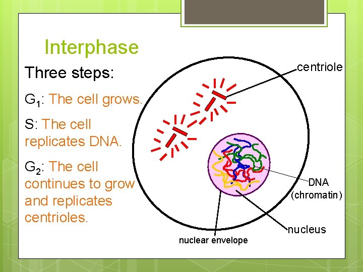 Interphase centriole Three steps: G 1: The cell grows. S: The cell replicates DNA.