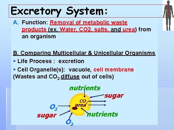 The Excretory System Getting rid of metabolic wastes
