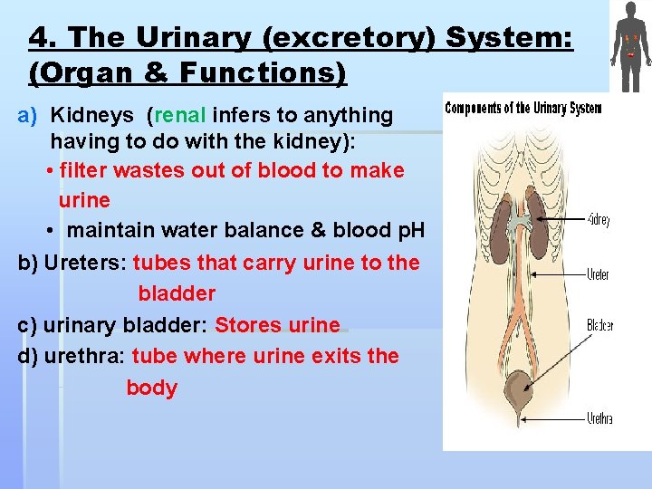 4. The Urinary (excretory) System: (Organ & Functions) a) Kidneys (renal infers to anything