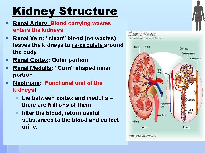 Kidney Structure § Renal Artery: Blood carrying wastes enters the kidneys § Renal Vein: