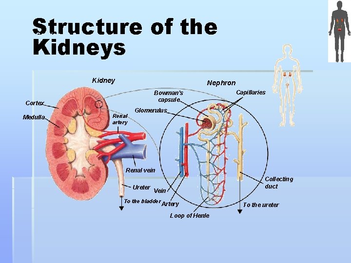 Structure of the Kidneys Section 38 -3 Kidney Nephron Bowman’s capsule Cortex Medulla Renal
