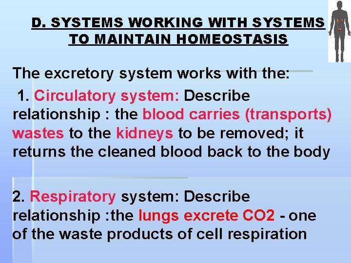 D. SYSTEMS WORKING WITH SYSTEMS TO MAINTAIN HOMEOSTASIS The excretory system works with the: