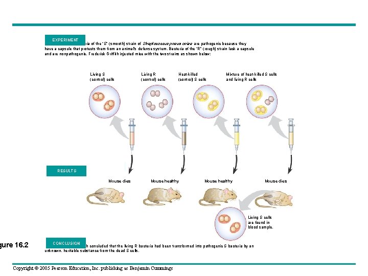 EXPERIMENT Bacteria of the “S” (smooth) strain of Streptococcus pneumoniae are pathogenic because they