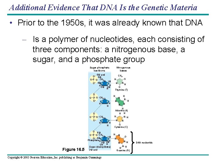 Additional Evidence That DNA Is the Genetic Materia • Prior to the 1950 s,