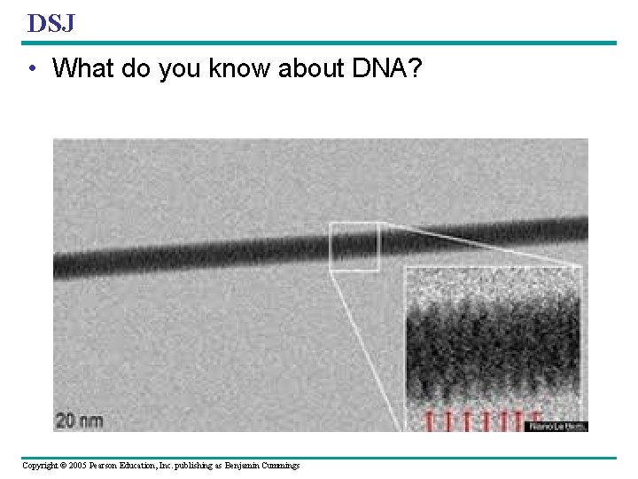 DSJ • What do you know about DNA? Copyright © 2005 Pearson Education, Inc.