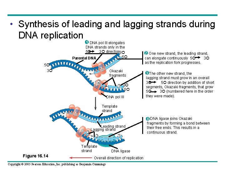  • Synthesis of leading and lagging strands during DNA replication 1 DNA pol