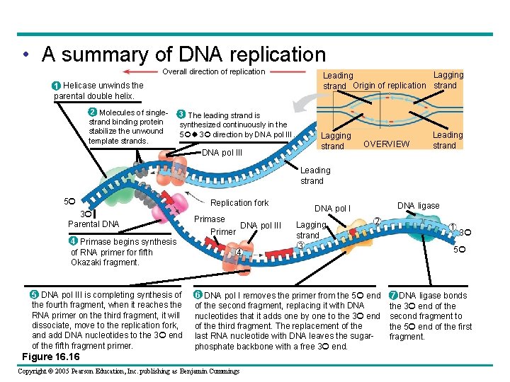  • A summary of DNA replication Overall direction of replication 1 Helicase unwinds