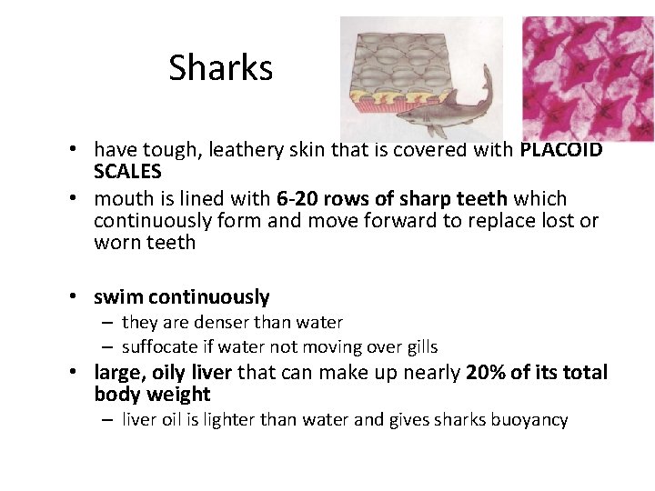 Sharks • have tough, leathery skin that is covered with PLACOID SCALES • mouth