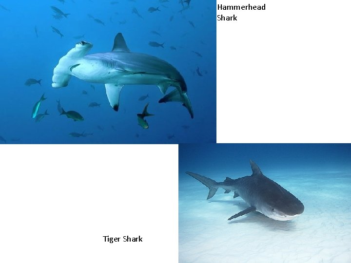 Hammerhead Shark Tiger Shark 