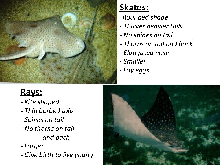 Skates: - Rounded shape - Thicker heavier tails - No spines on tail -