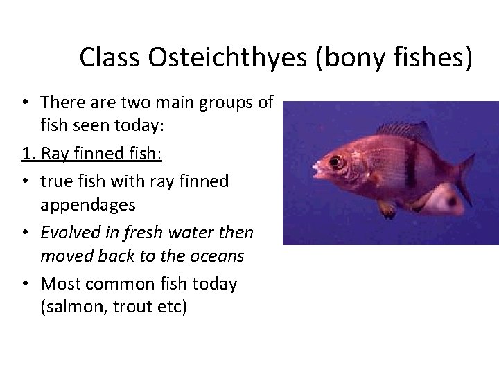 Class Osteichthyes (bony fishes) • There are two main groups of fish seen today: