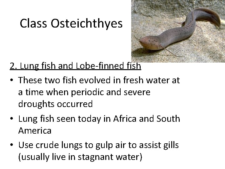 Class Osteichthyes 2. Lung fish and Lobe-finned fish • These two fish evolved in
