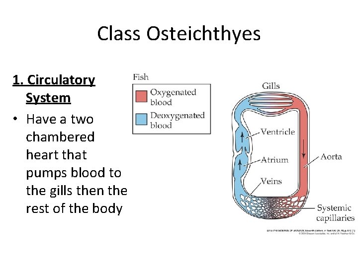 Class Osteichthyes 1. Circulatory System • Have a two chambered heart that pumps blood