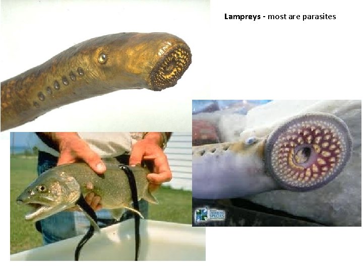 Lampreys - most are parasites 