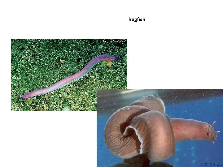 hagfish 