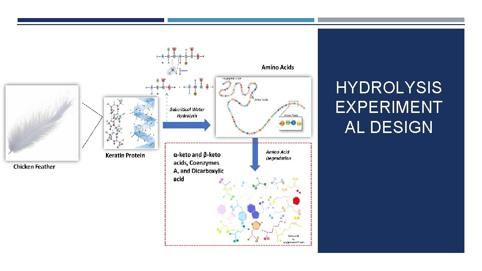 HYDROLYSIS EXPERIMENT AL DESIGN 