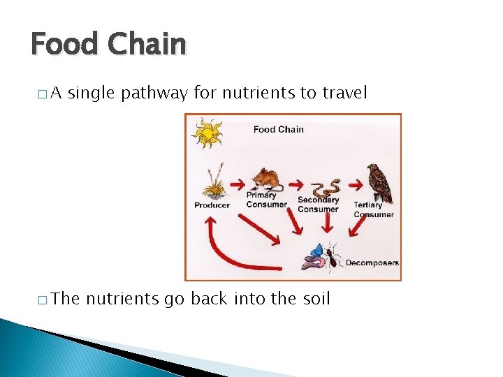 Food Chain �A single pathway for nutrients to travel � The nutrients go back