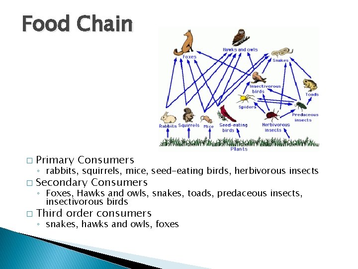 Food Chain � Primary Consumers � Secondary Consumers � Third order consumers ◦ rabbits,