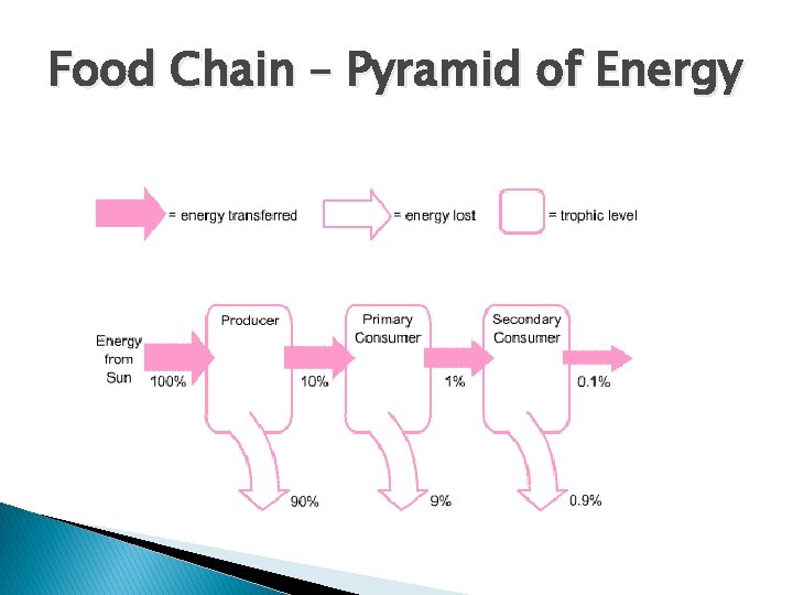 Food Chain – Pyramid of Energy 