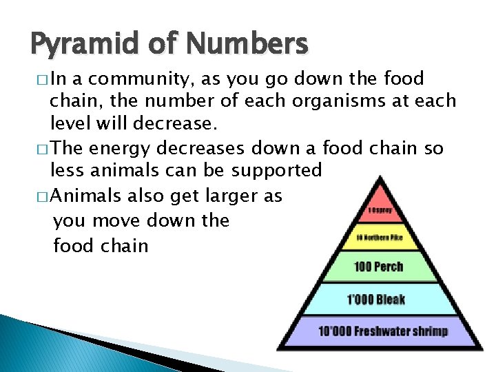 Pyramid of Numbers � In a community, as you go down the food chain,