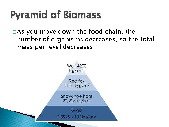 Pyramid of Biomass � As you move down the food chain, the number of