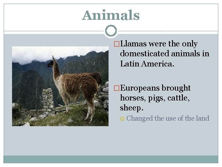 Animals �Llamas were the only domesticated animals in Latin America. �Europeans brought horses, pigs,