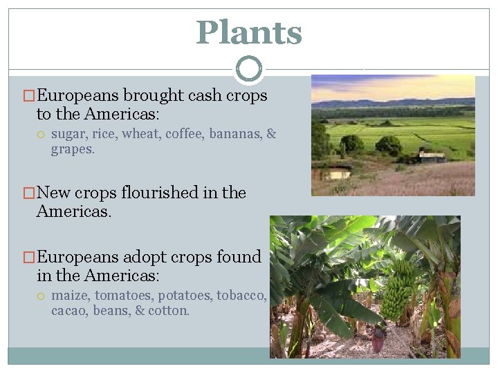 Plants �Europeans brought cash crops to the Americas: sugar, rice, wheat, coffee, bananas, &