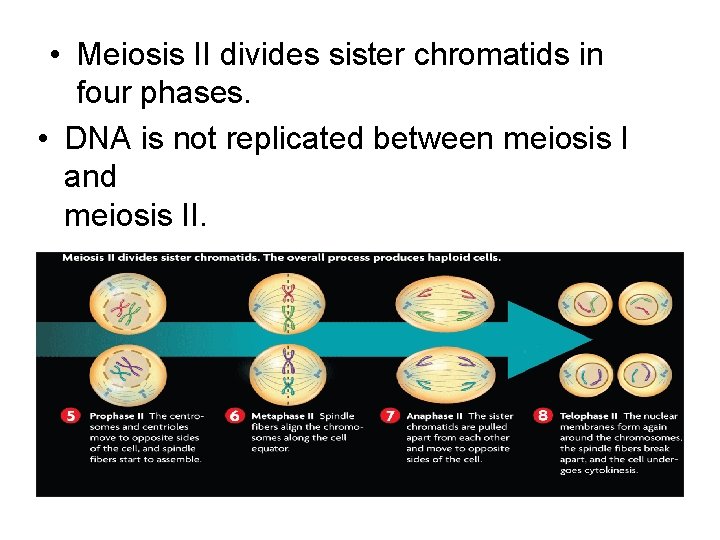  • Meiosis II divides sister chromatids in four phases. • DNA is not