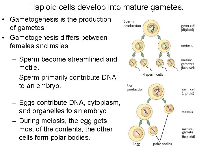 Haploid cells develop into mature gametes. • Gametogenesis is the production of gametes. •