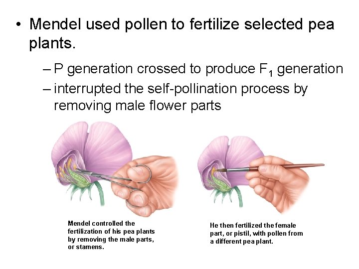  • Mendel used pollen to fertilize selected pea plants. – P generation crossed