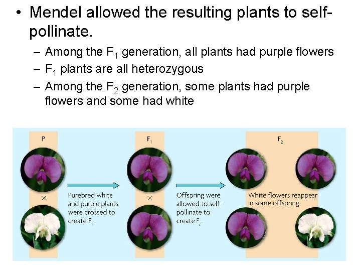  • Mendel allowed the resulting plants to selfpollinate. – Among the F 1