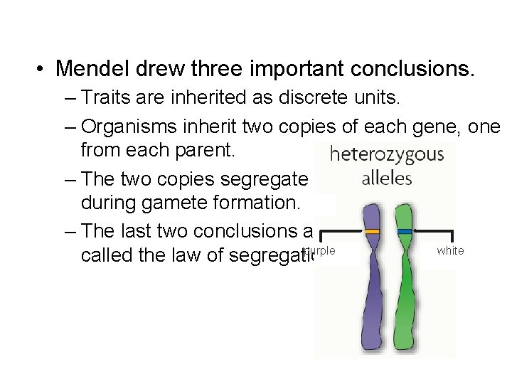  • Mendel drew three important conclusions. – Traits are inherited as discrete units.