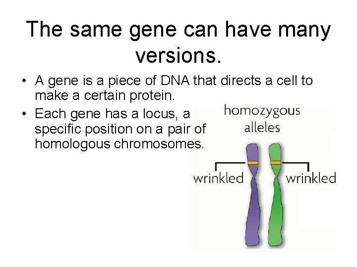 The same gene can have many versions. • A gene is a piece of