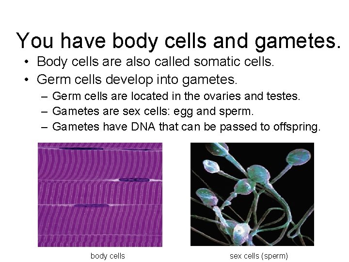 You have body cells and gametes. • Body cells are also called somatic cells.