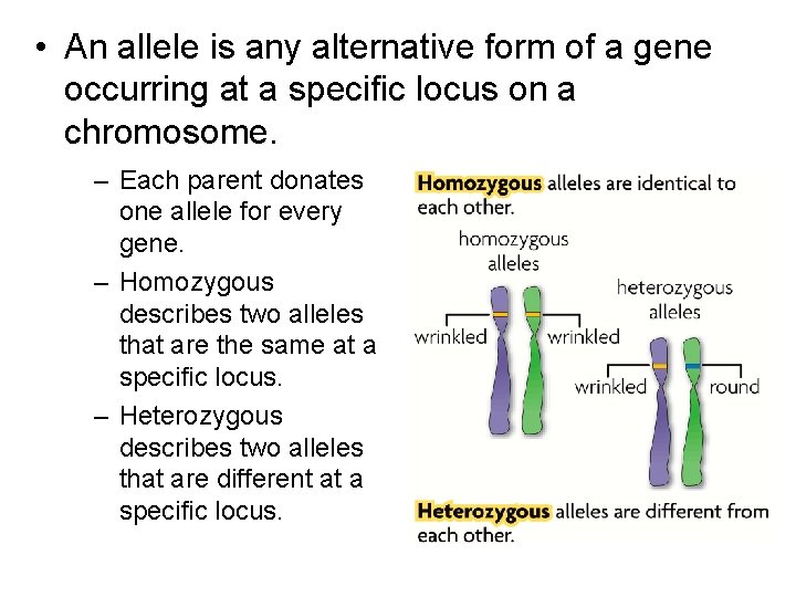  • An allele is any alternative form of a gene occurring at a