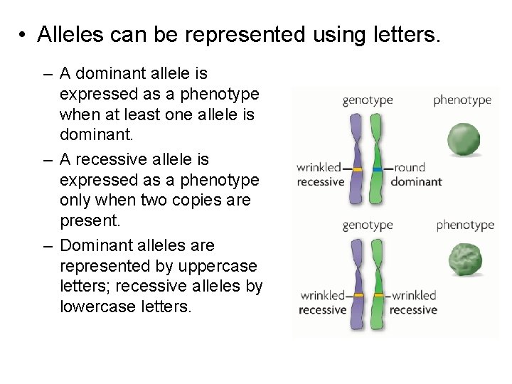 • Alleles can be represented using letters. – A dominant allele is expressed