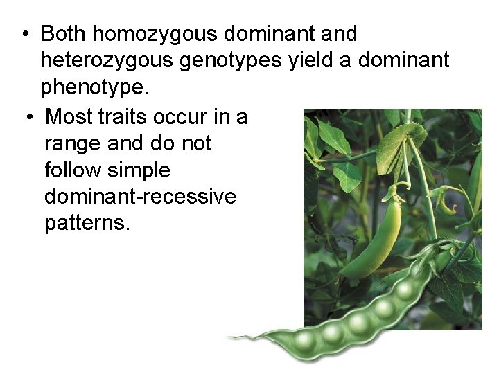  • Both homozygous dominant and heterozygous genotypes yield a dominant phenotype. • Most