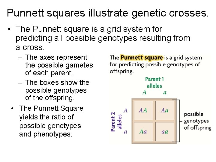 Punnett squares illustrate genetic crosses. • The Punnett square is a grid system for