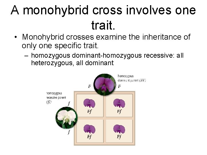 A monohybrid cross involves one trait. • Monohybrid crosses examine the inheritance of only