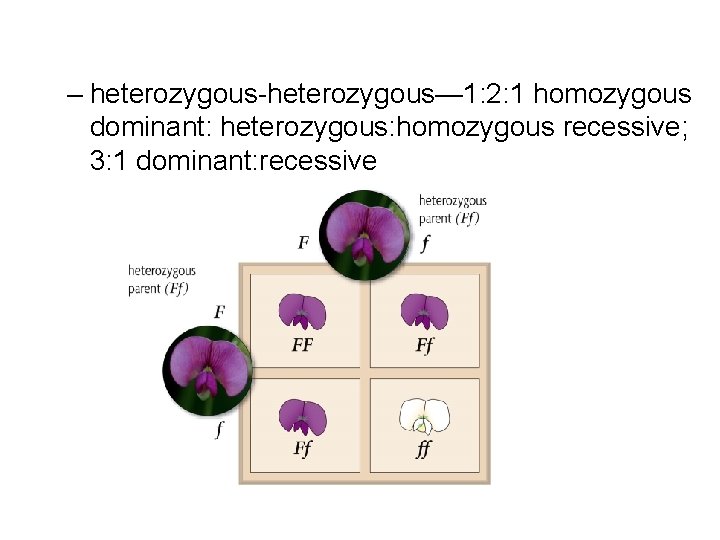 – heterozygous-heterozygous— 1: 2: 1 homozygous dominant: heterozygous: homozygous recessive; 3: 1 dominant: recessive