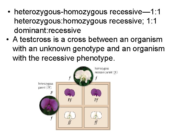  • heterozygous-homozygous recessive— 1: 1 heterozygous: homozygous recessive; 1: 1 dominant: recessive •