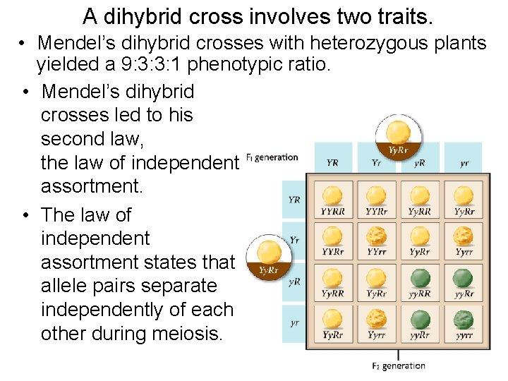 A dihybrid cross involves two traits. • Mendel’s dihybrid crosses with heterozygous plants yielded