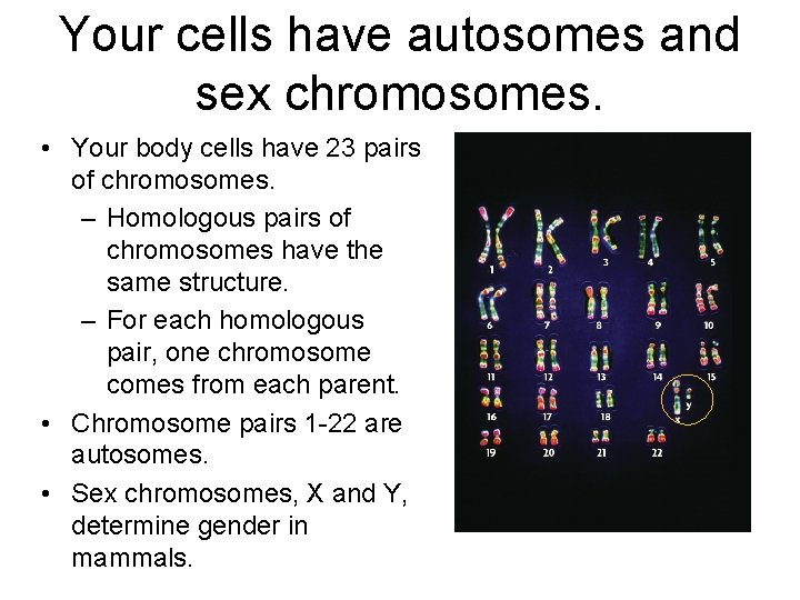 Your cells have autosomes and sex chromosomes. • Your body cells have 23 pairs