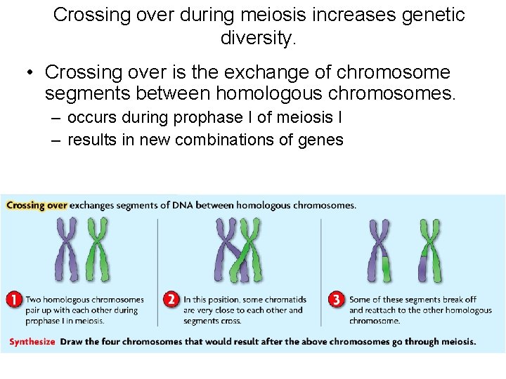 Crossing over during meiosis increases genetic diversity. • Crossing over is the exchange of