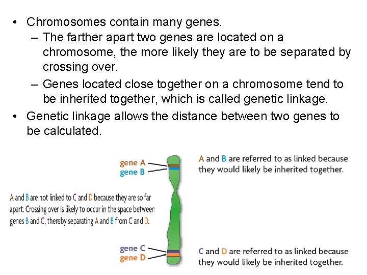  • Chromosomes contain many genes. – The farther apart two genes are located