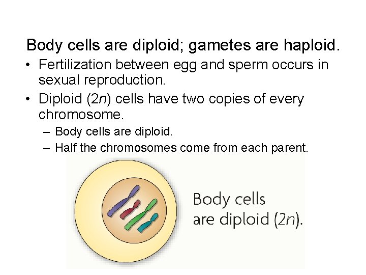 Body cells are diploid; gametes are haploid. • Fertilization between egg and sperm occurs