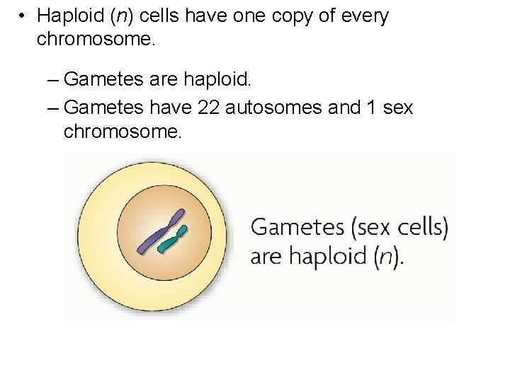  • Haploid (n) cells have one copy of every chromosome. – Gametes are