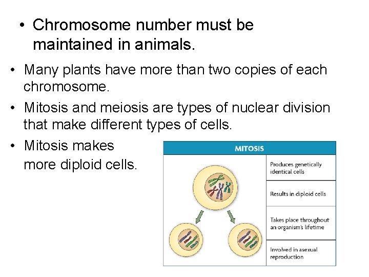  • Chromosome number must be maintained in animals. • Many plants have more