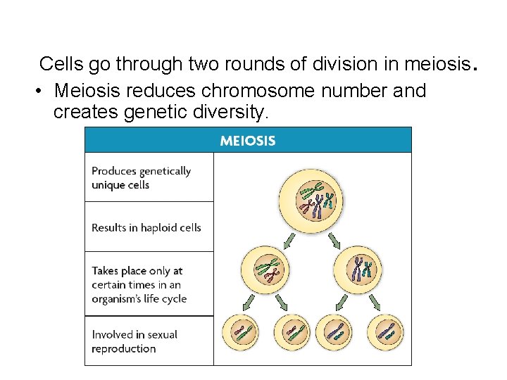 Cells go through two rounds of division in meiosis. • Meiosis reduces chromosome number